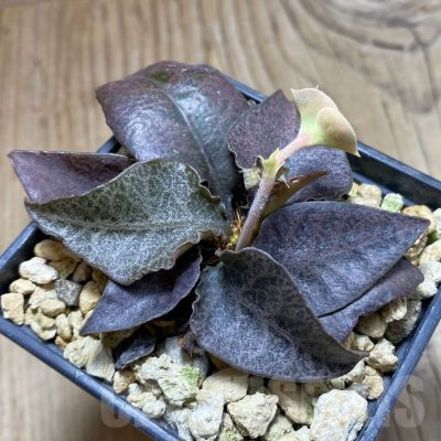 SH18886 Euphorbia francoisii hybrid