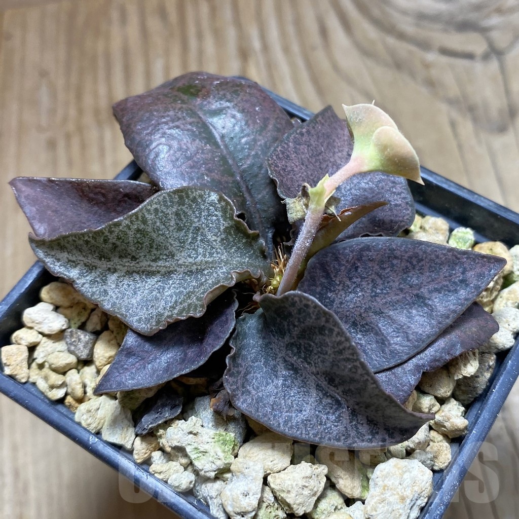 SH18886 Euphorbia francoisii hybrid