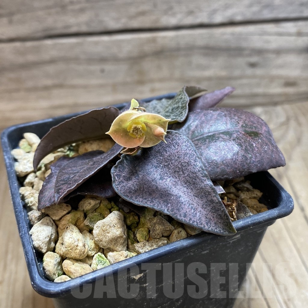 SH18886 Euphorbia francoisii hybrid - Image 2