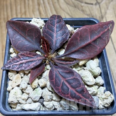 SH18891 Euphorbia francoisii hybrid