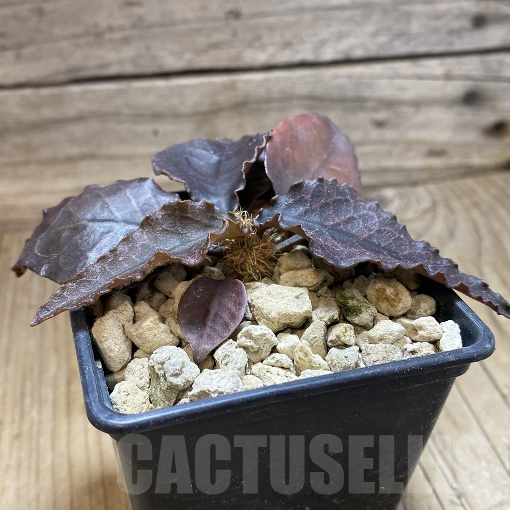 SH18892 Euphorbia francoisii hybrid - Image 2