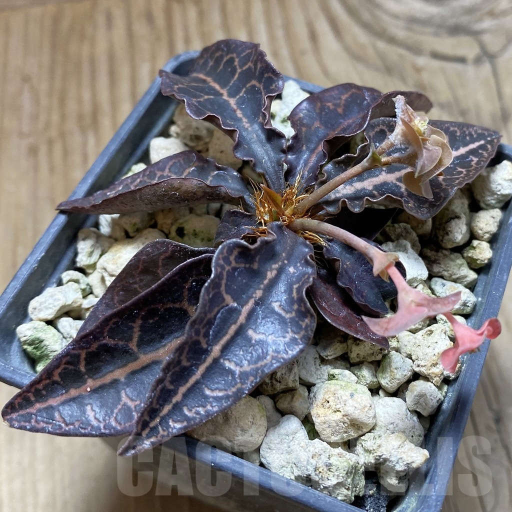 SH18893 Euphorbia francoisii hybrid