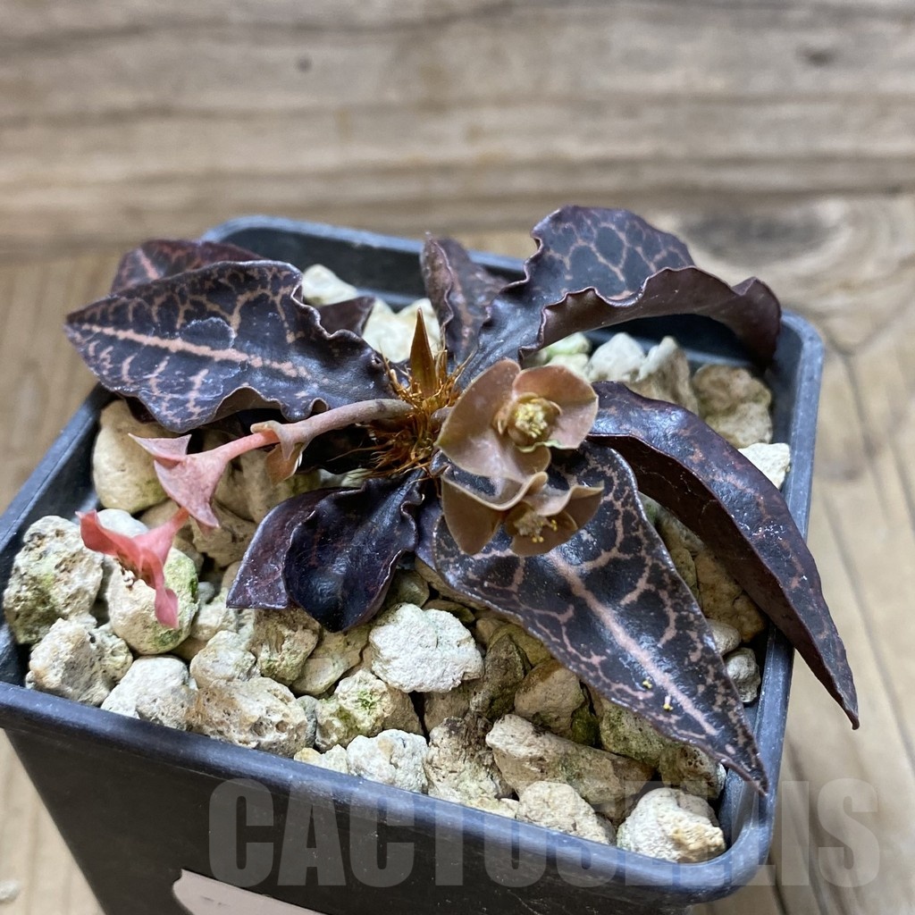 SH18893 Euphorbia francoisii hybrid - Image 2