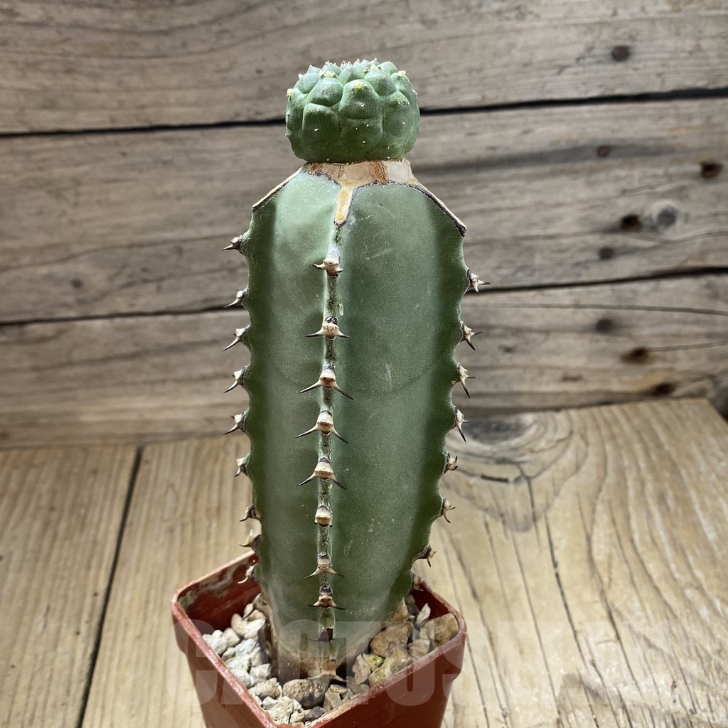 SH18877 Euphorbia gymnocalycioides, grafted - Image 2