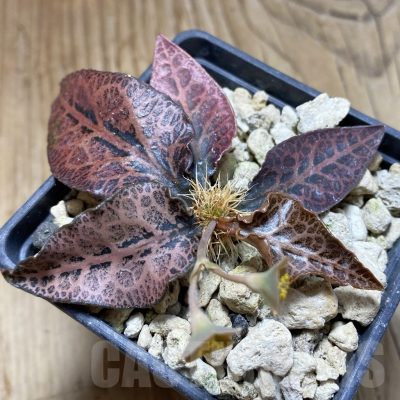 SH18896 Euphorbia francoisii hybrid