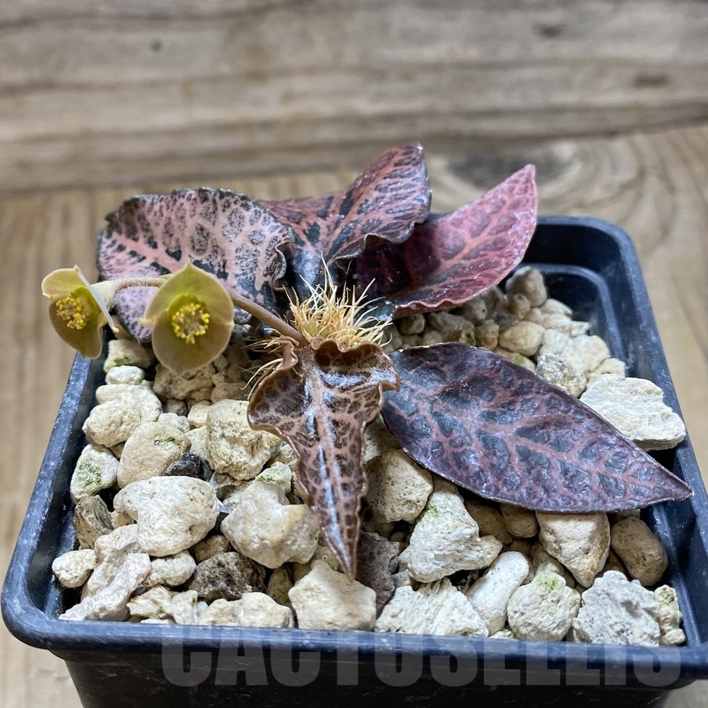SH18896 Euphorbia francoisii hybrid - Image 2