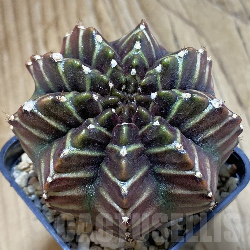 SH2820 Gymnocalycium mihanovichii ‘Nana’ x ‘Day Dream’, seedling