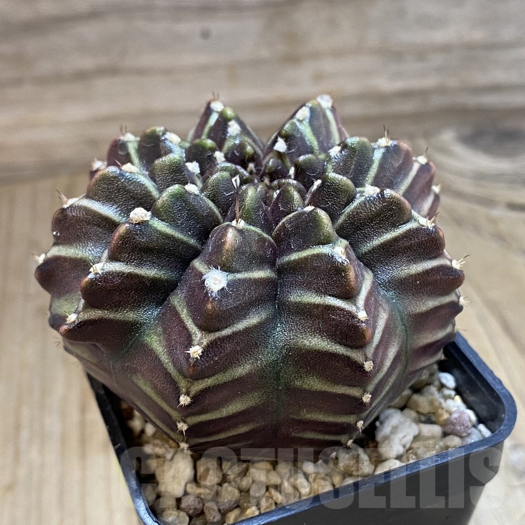 SH2820 Gymnocalycium mihanovichii ‘Nana’ x ‘Day Dream’, seedling - Image 2