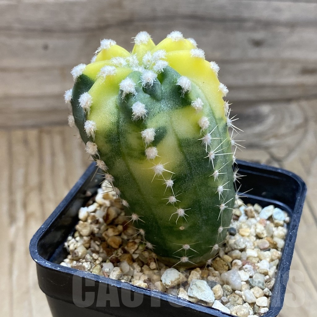 SH4965 Echinopsis sp. f. variegata - Image 2