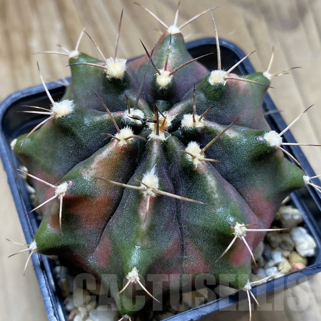 SH4928 Gymnocalycium mihanovichii ‘Golden Globe’