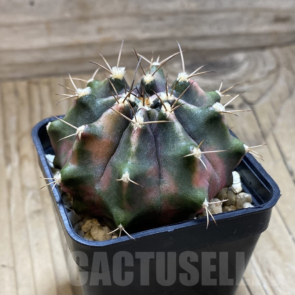 SH4928 Gymnocalycium mihanovichii ‘Golden Globe’ - Image 2