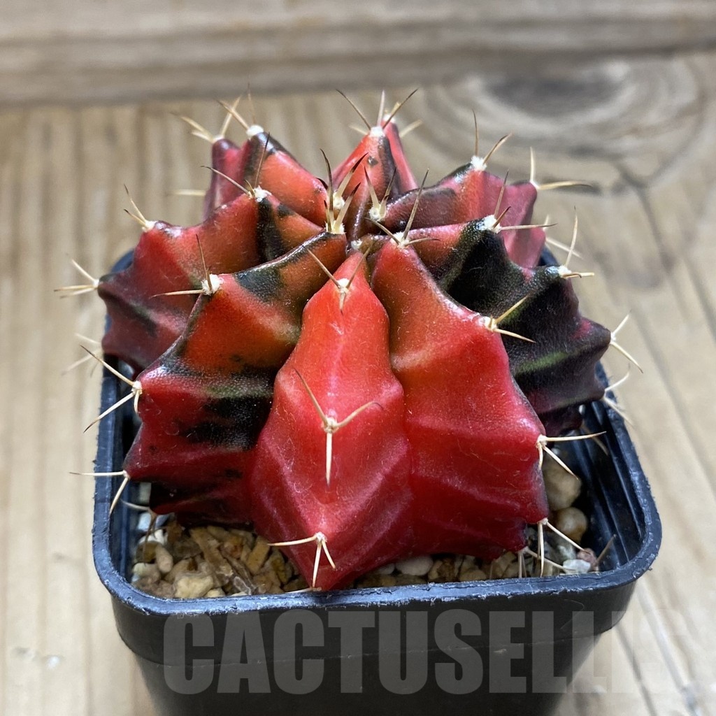 SH4740 Gymnocalycium mihanovichii f. variegata, seedling - Image 2