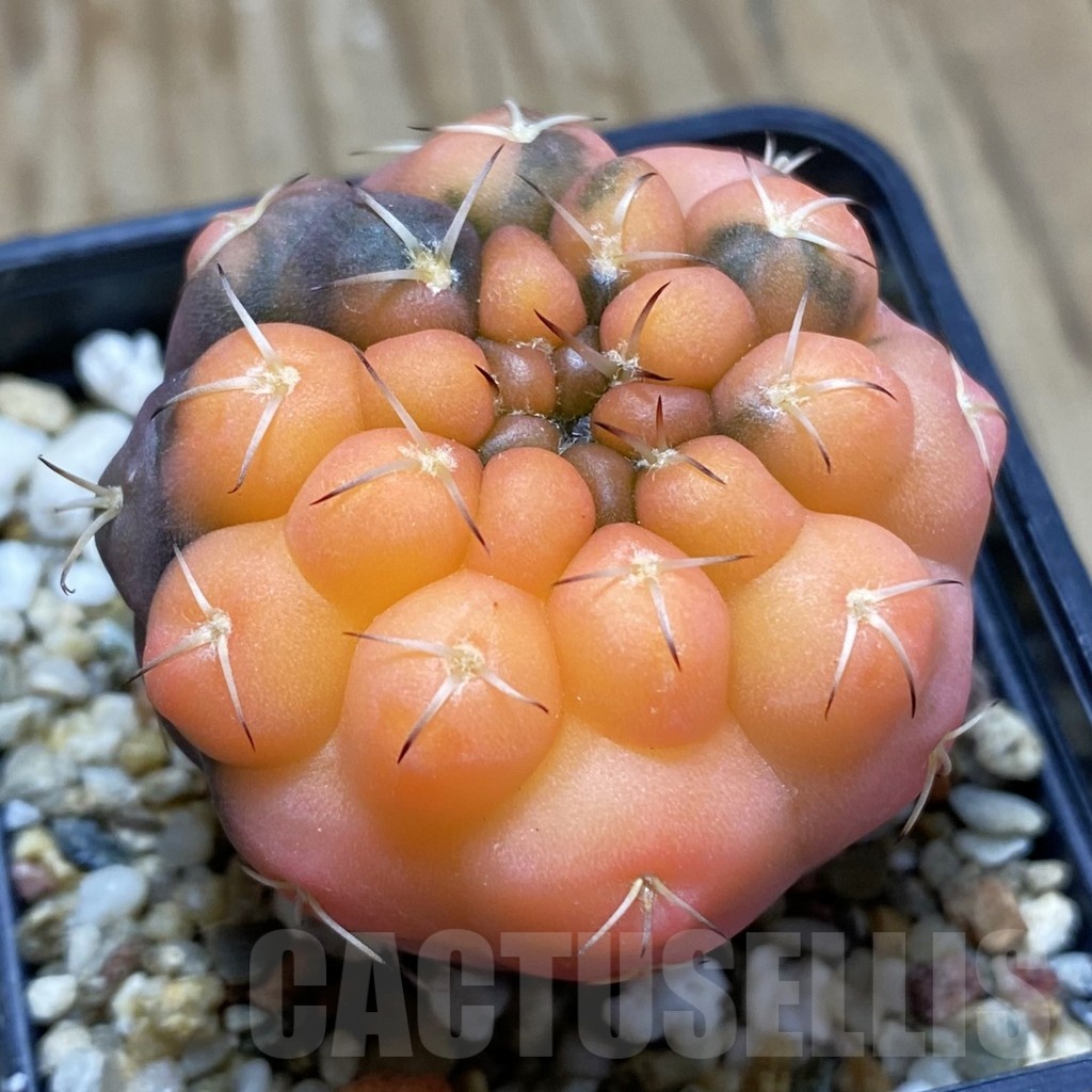 SH4784 Gymnocalycium stellatum f. variegata, seedling