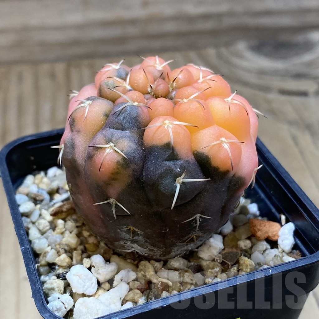 SH4784 Gymnocalycium stellatum f. variegata, seedling - Image 2