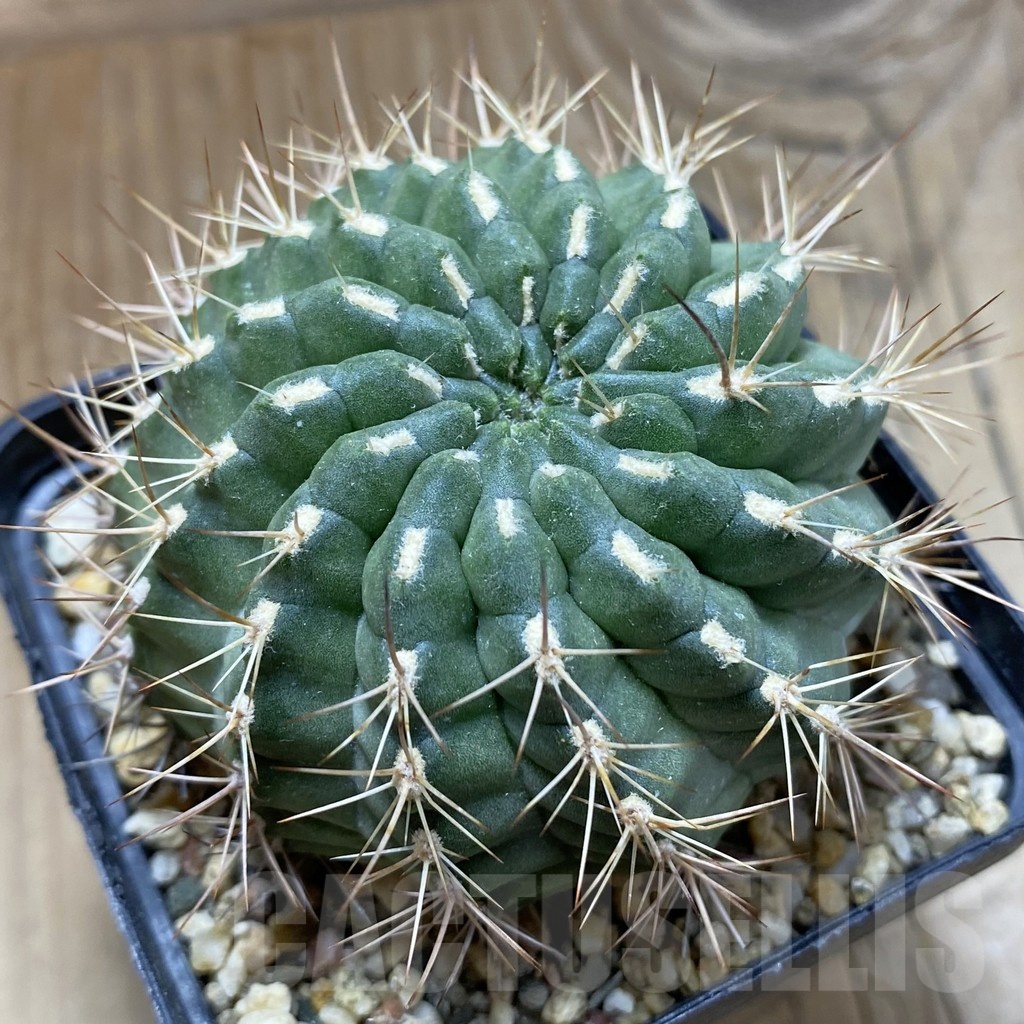 SH5567 Pyrrhocactus marksianus SAR10742