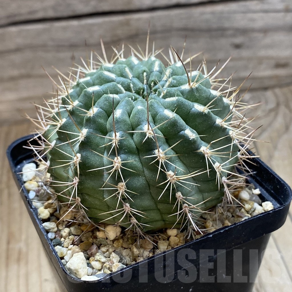 SH5567 Pyrrhocactus marksianus SAR10742 - Image 2
