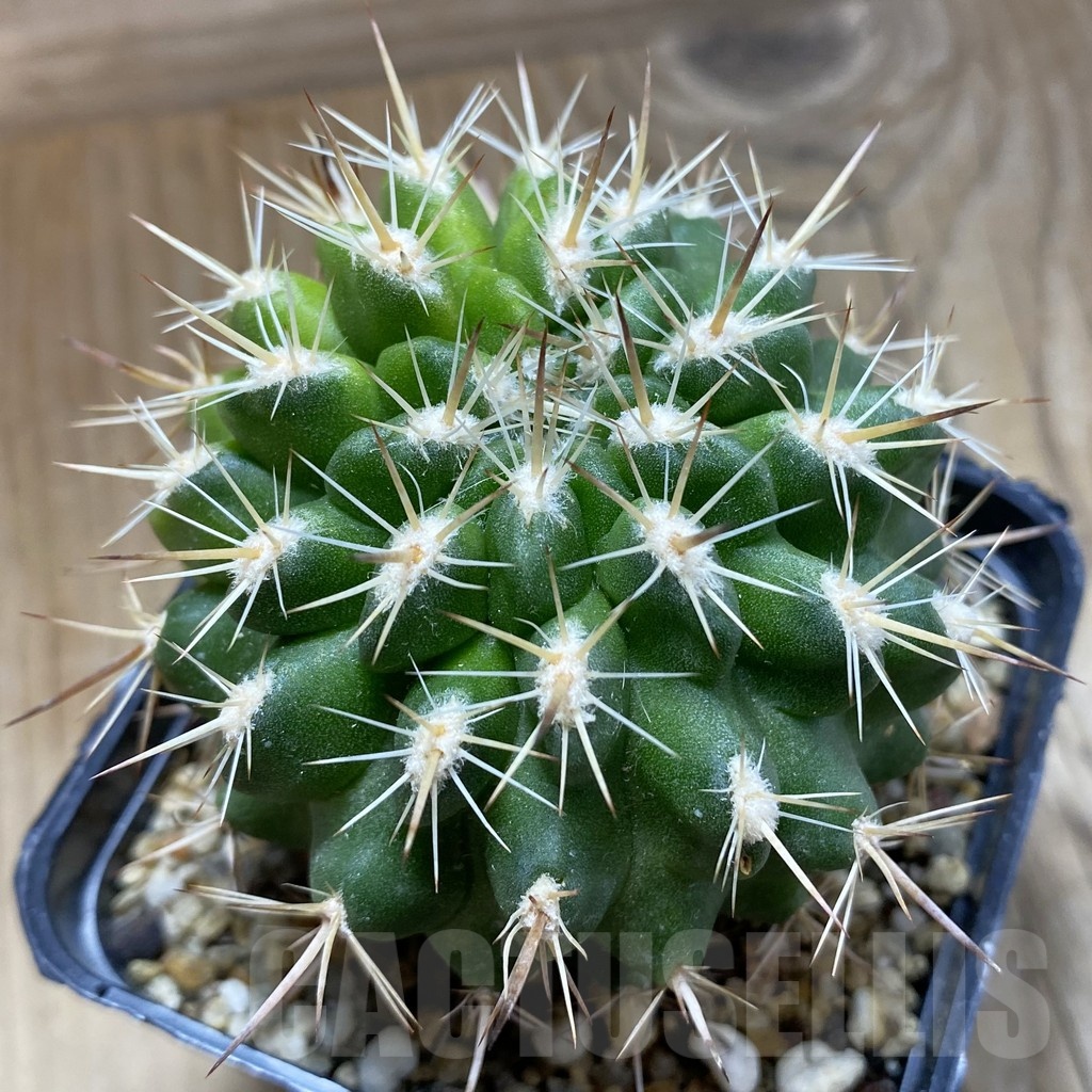 SH5568 Pyrrhocactus marksianus -Villa Prat-