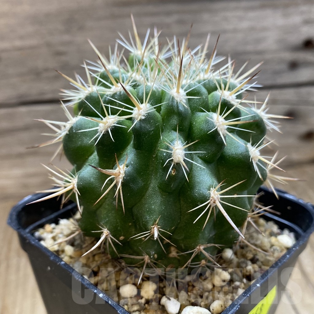 SH5568 Pyrrhocactus marksianus -Villa Prat- - Image 2