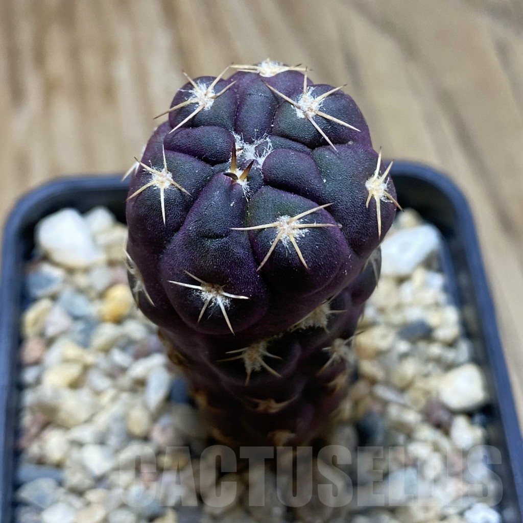 SH7076 Weingartia neumanniana 'Dagmarii'