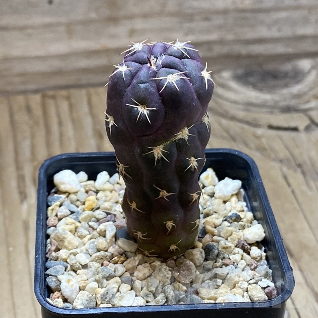SH7076 Weingartia neumanniana 'Dagmarii' - Image 2