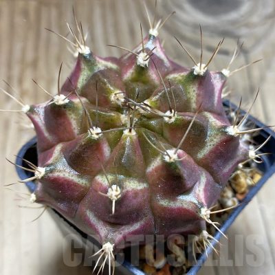 SH851 Gymnocalycium mihanovichii 'Neon'