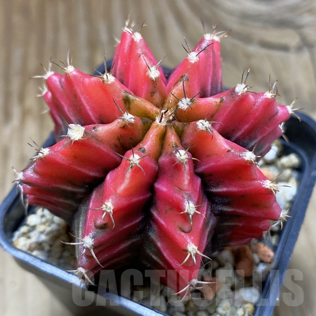 SH853 Gymnocalycium mihanovichii f. variegata, seedling