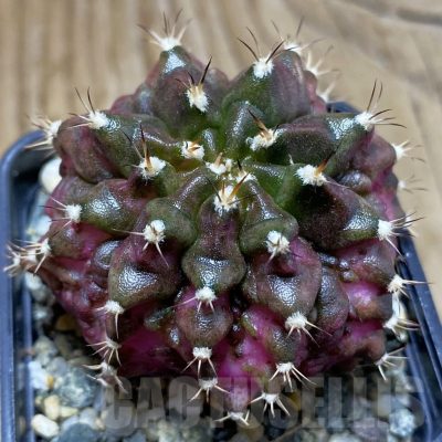 SH10740 Gymnocalycium mihanovichii 'T-Lux', seedling