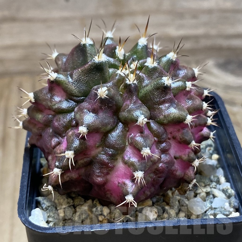 SH10740 Gymnocalycium mihanovichii 'T-Lux', seedling - Image 2