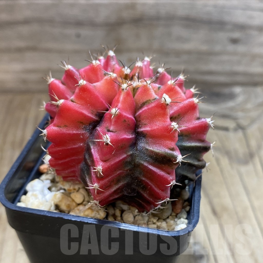 SH853 Gymnocalycium mihanovichii f. variegata, seedling - Image 2