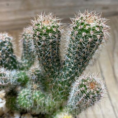 SH11424 Echinopsis f. monstrosa