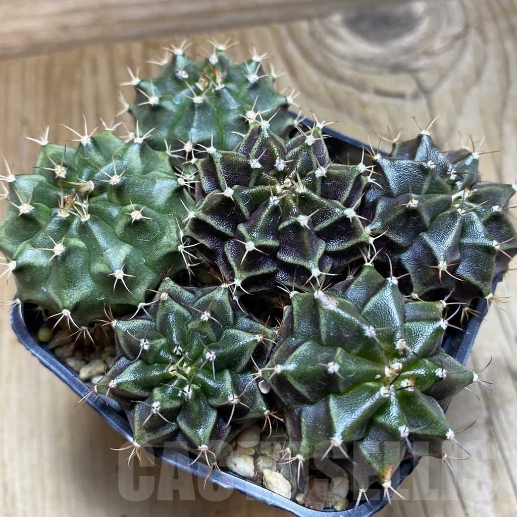 SH10850 Gymnocalycium mihanovichii mix, seedling, 6 plants