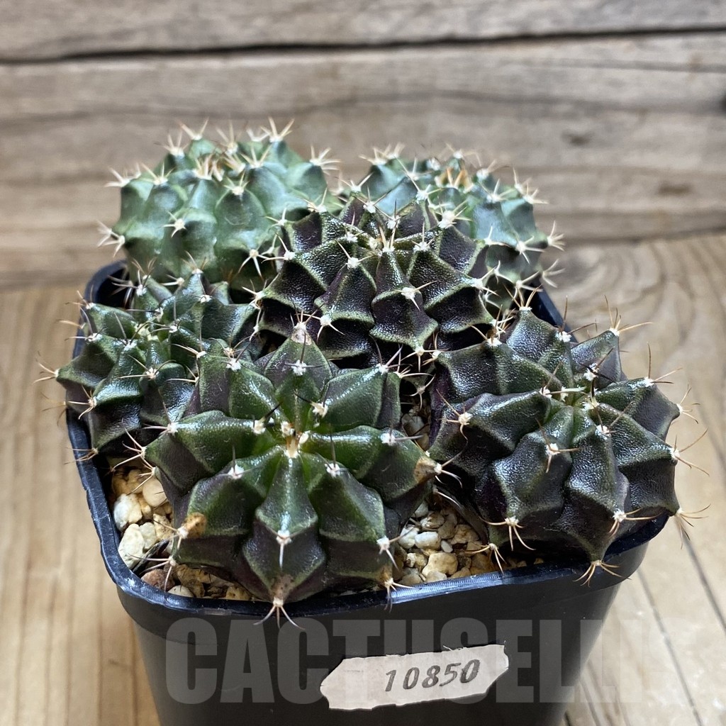 SH10850 Gymnocalycium mihanovichii mix, seedling, 6 plants - Image 2