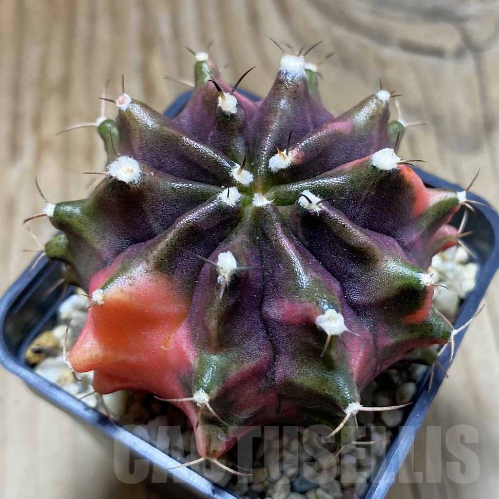 SH920 Gymnocalycium mihanovichii ‘Transformer’ f. variegata hybrid, seedling