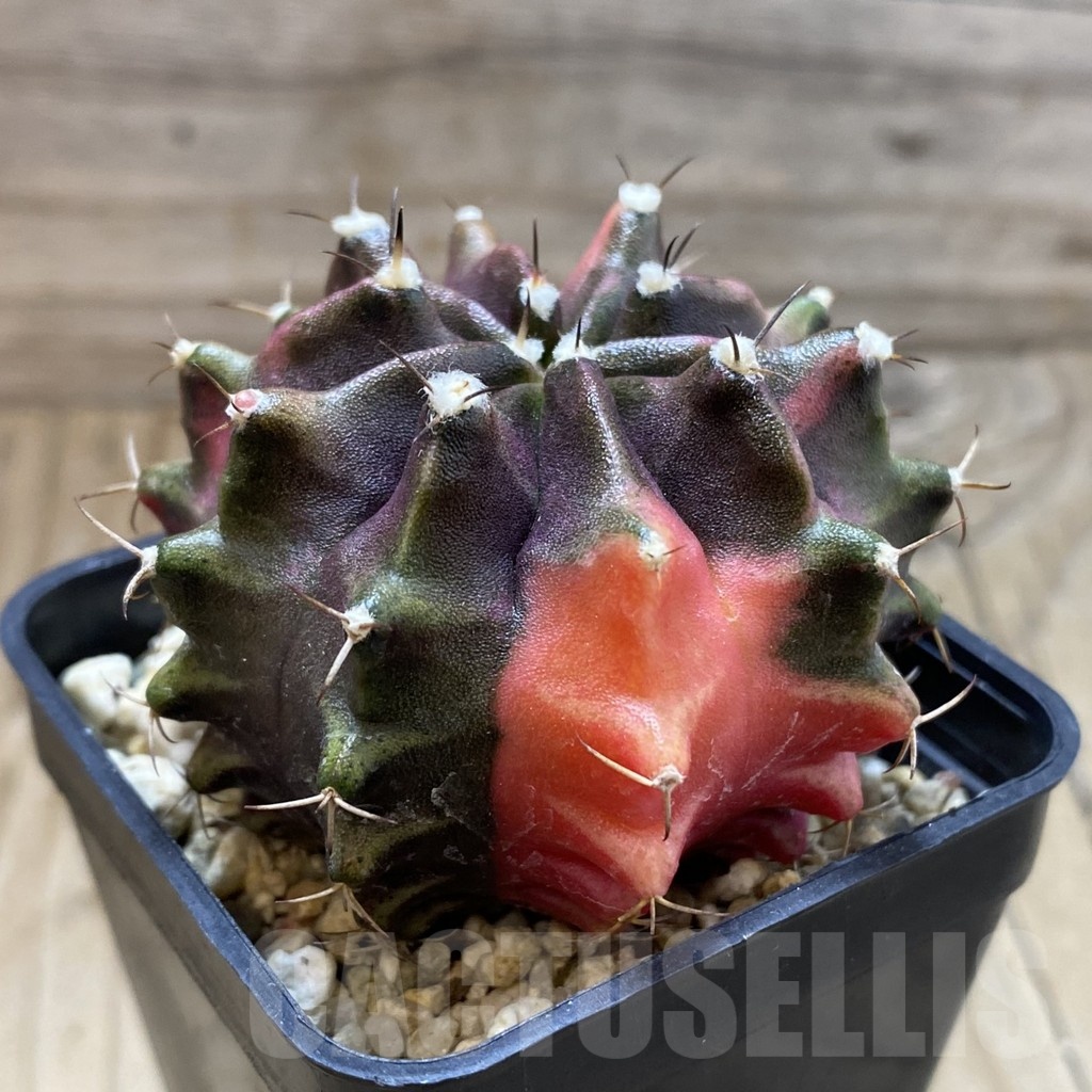 SH920 Gymnocalycium mihanovichii ‘Transformer’ f. variegata hybrid, seedling - Image 2