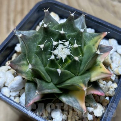 SH237 Obregonia denegrii f. variegata