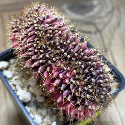 SH1970 Gymnocalycium mihanovichii variegata f. cristata, seedling