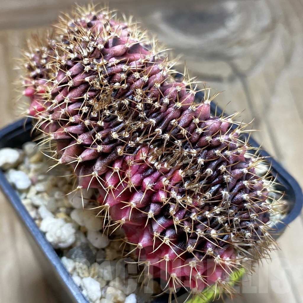 SH1970 Gymnocalycium mihanovichii variegata f. cristata, seedling