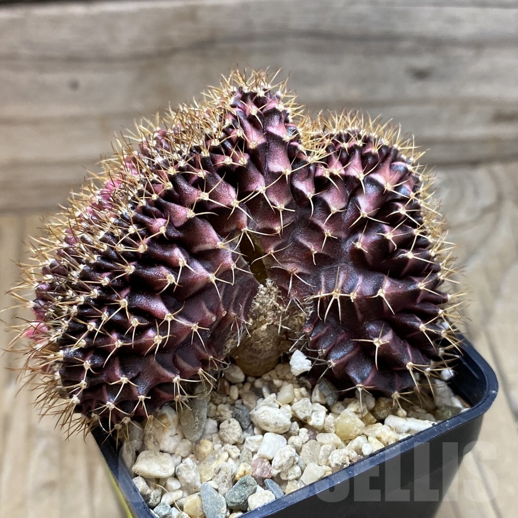 SH1970 Gymnocalycium mihanovichii variegata f. cristata, seedling - Image 2