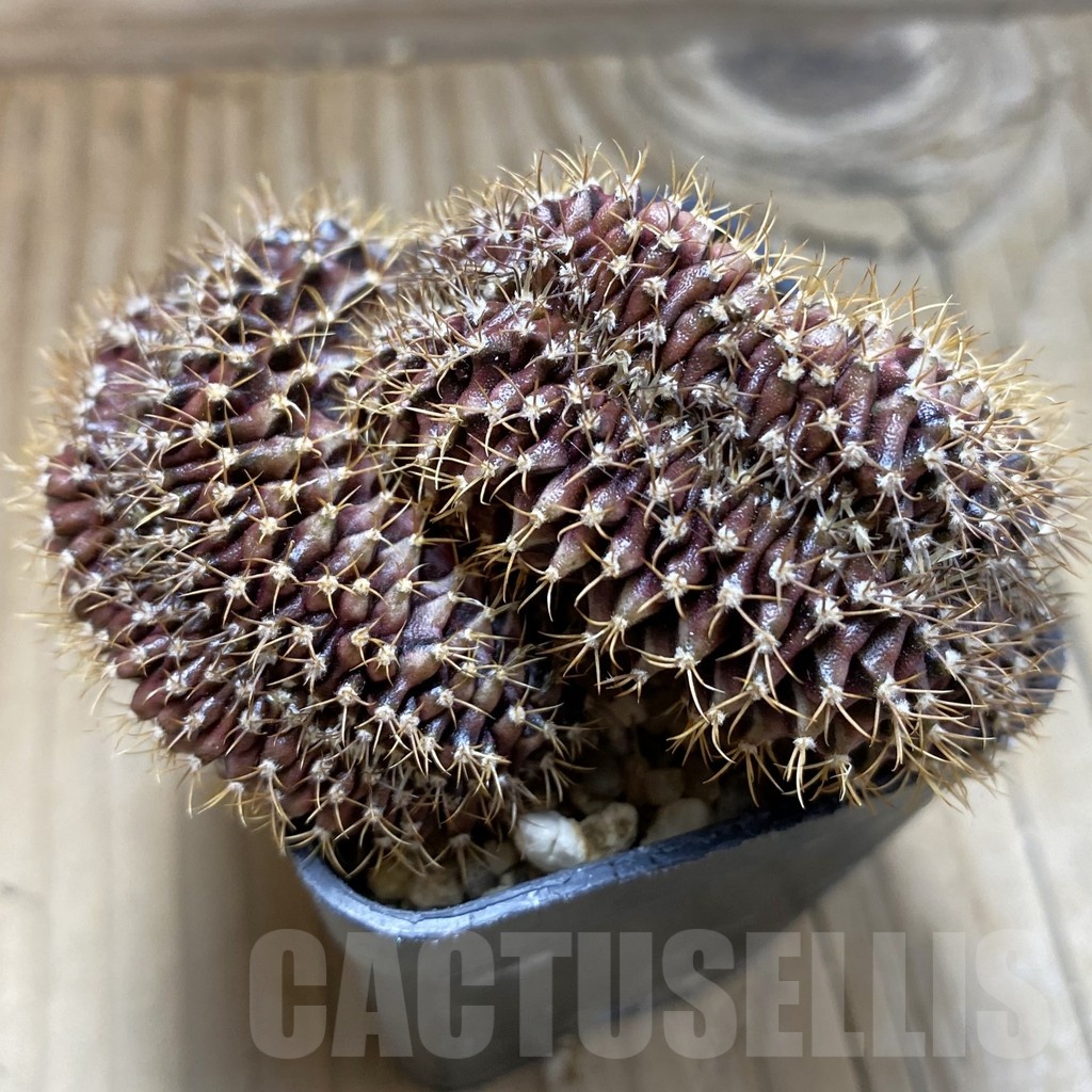 SH2413 Gymnocalycium mihanovichii f. cristata