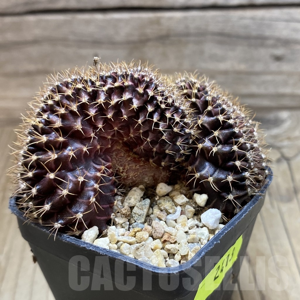 SH2413 Gymnocalycium mihanovichii f. cristata - Image 2