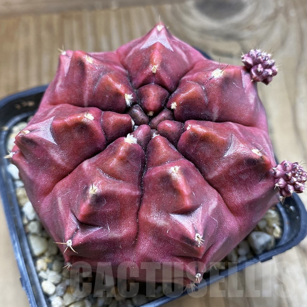 SH2321 Gymnocalycium mihanovichii ‘Day Dream’, seedling
