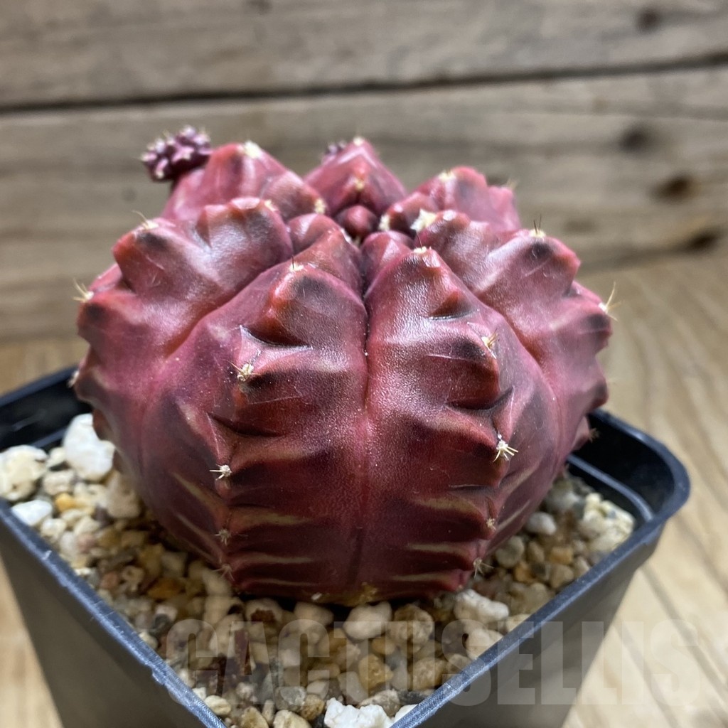 SH2321 Gymnocalycium mihanovichii ‘Day Dream’, seedling - Image 2
