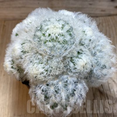 SH1922 Mammillaria plumosa