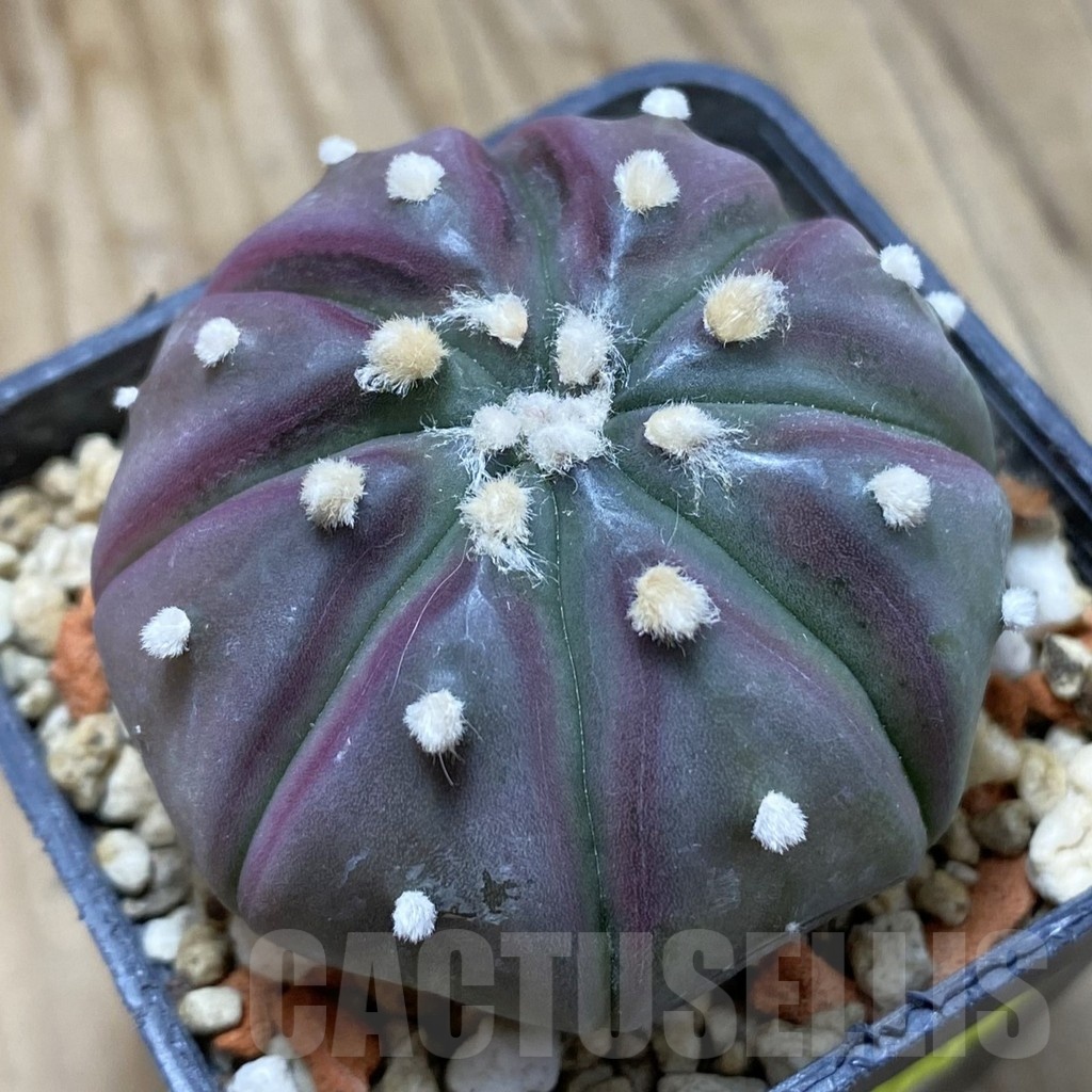 SH2481 Astrophytum asterias 'Purple Skin'