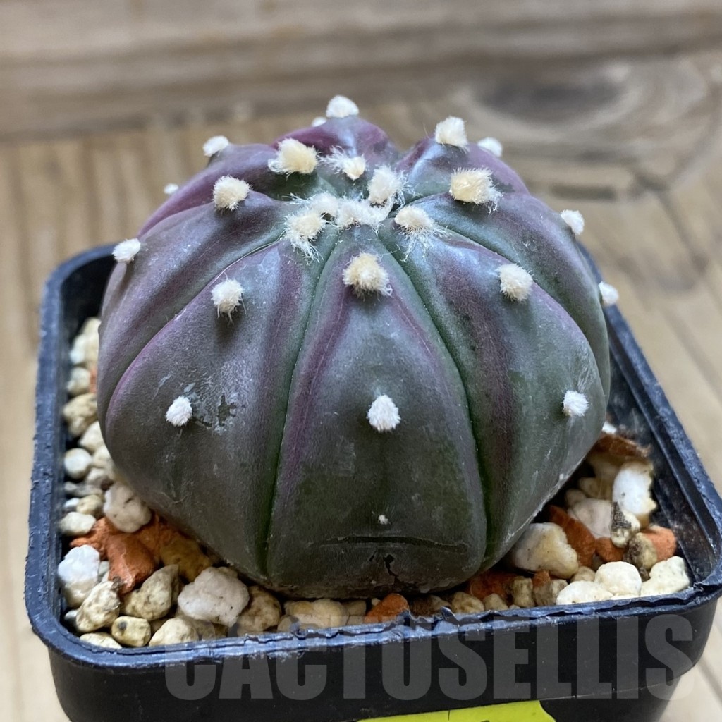 SH2481 Astrophytum asterias 'Purple Skin' - Image 2