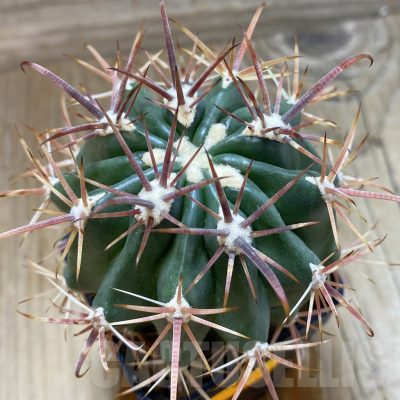 SH141 Ferocactus fordii