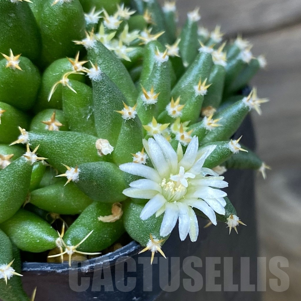 SH8109 Mammillaria camptotricha ‘Bru’ seedling