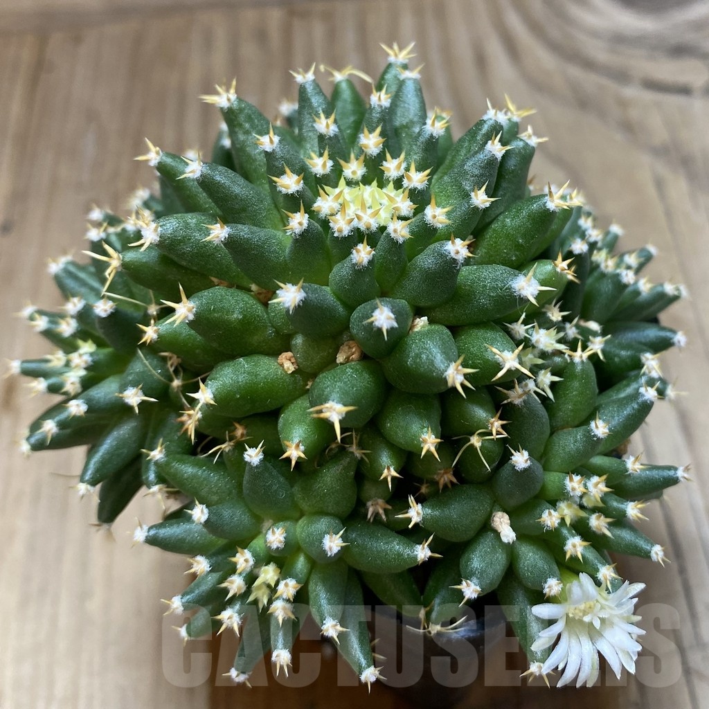 SH8109 Mammillaria camptotricha ‘Bru’ seedling - Image 2