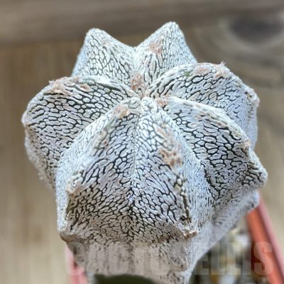 SH320 Astrophytum myriostigma 'Onzuka', grafted