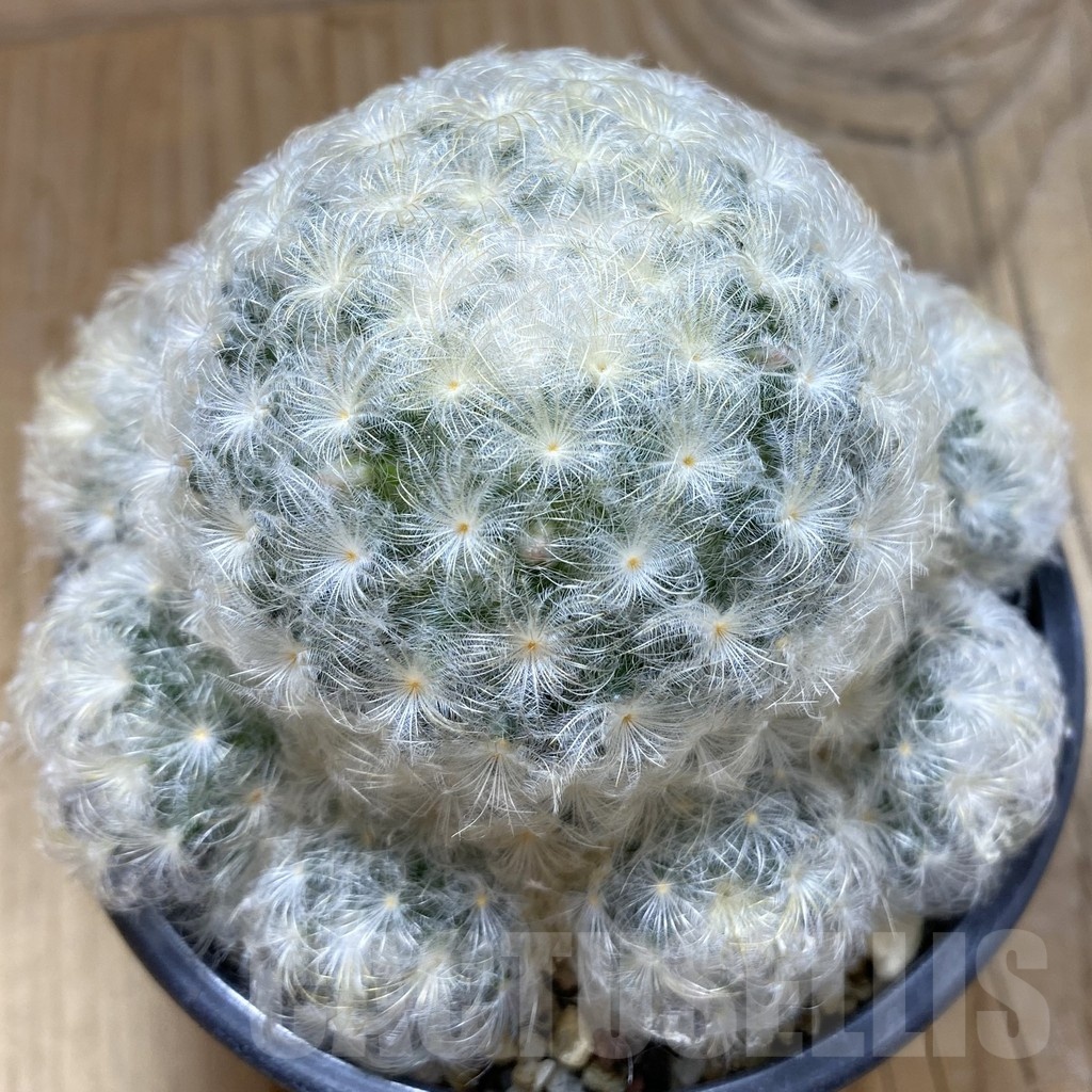 SH11270 Mammillaria plumosa
